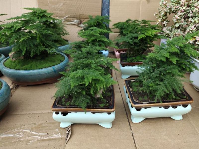 文竹盆景室内桌面盆栽云竹组合微景观摆件绿植花卉
