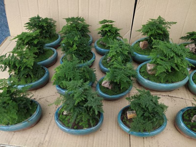 文竹盆景室内桌面盆栽云竹组合微景观摆件绿植花卉