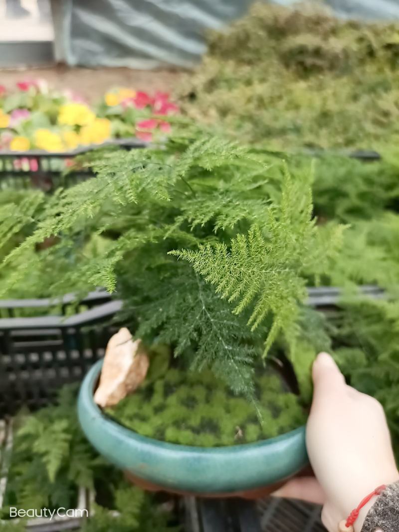 文竹盆景室内桌面盆栽云竹组合微景观摆件绿植花卉