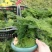 文竹盆景室内桌面盆栽云竹组合微景观摆件绿植花卉
