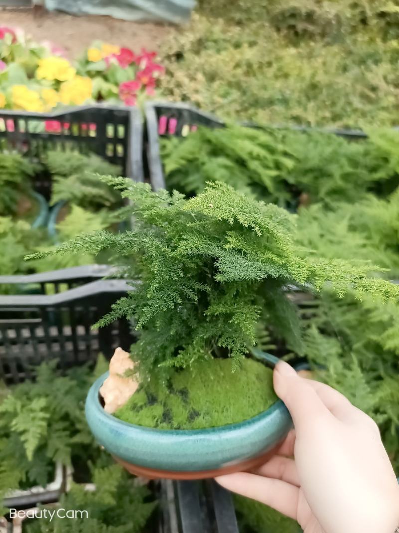 文竹盆景室内桌面盆栽云竹组合微景观摆件绿植花卉