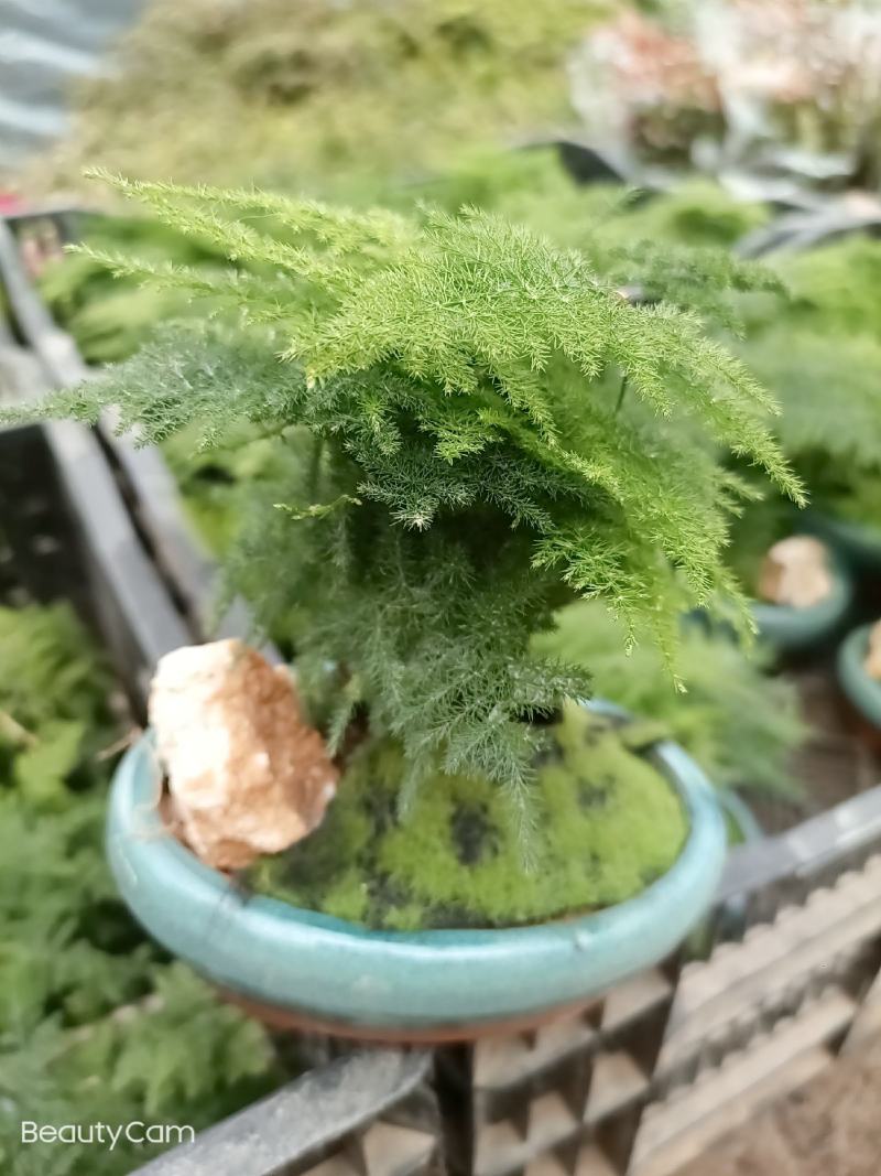 文竹盆景室内桌面盆栽云竹组合微景观摆件绿植花卉