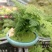 文竹盆景室内桌面盆栽云竹组合微景观摆件绿植花卉