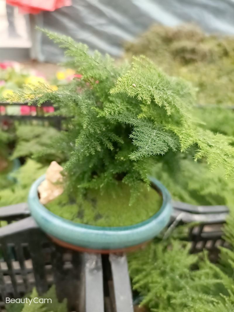 文竹盆景室内桌面盆栽云竹组合微景观摆件绿植花卉