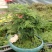 文竹盆景室内桌面盆栽云竹组合微景观摆件绿植花卉