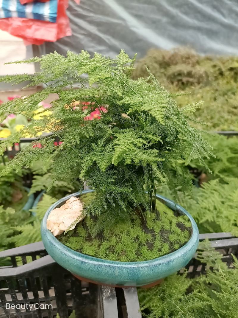 文竹盆景室内桌面盆栽云竹组合微景观摆件绿植花卉