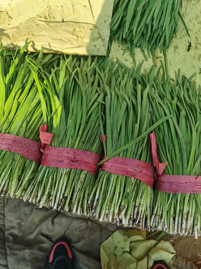 平丰六号，大叶韭菜二茬捆重2.5斤左右