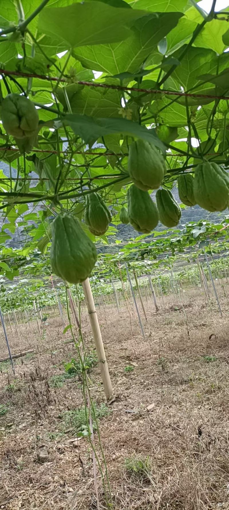 徐闻县基地精品佛手瓜，诚信经营，全国代发