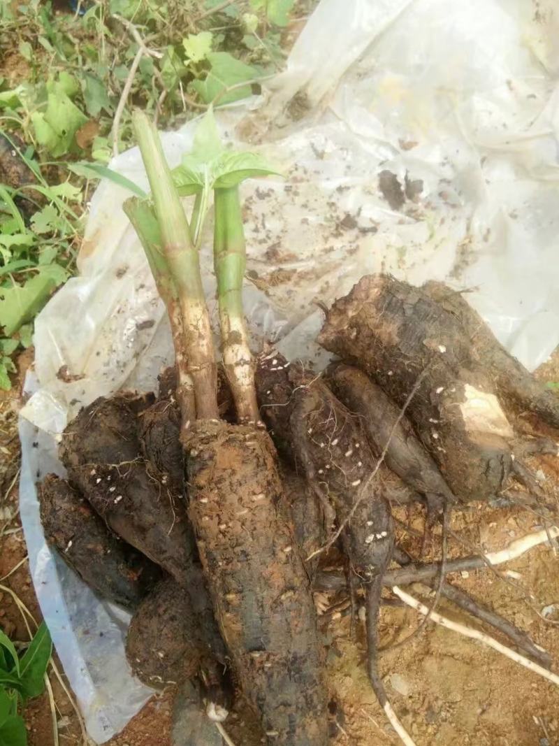 地老鼠/入地老鼠/紫茉莉根/地老鼠干货/产地直发