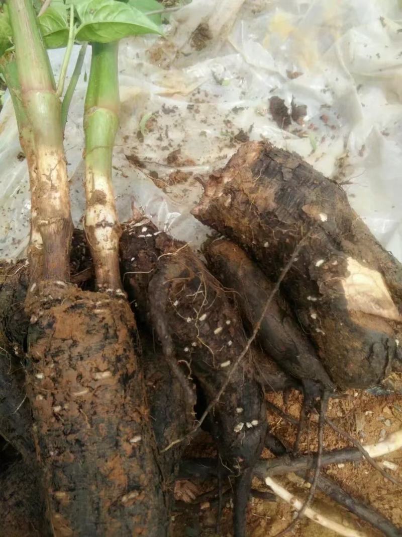地老鼠/入地老鼠/紫茉莉根/地老鼠干货/产地直发