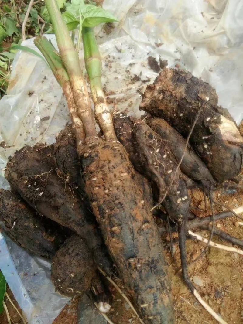 地老鼠/入地老鼠/紫茉莉根/地老鼠干货/产地直发