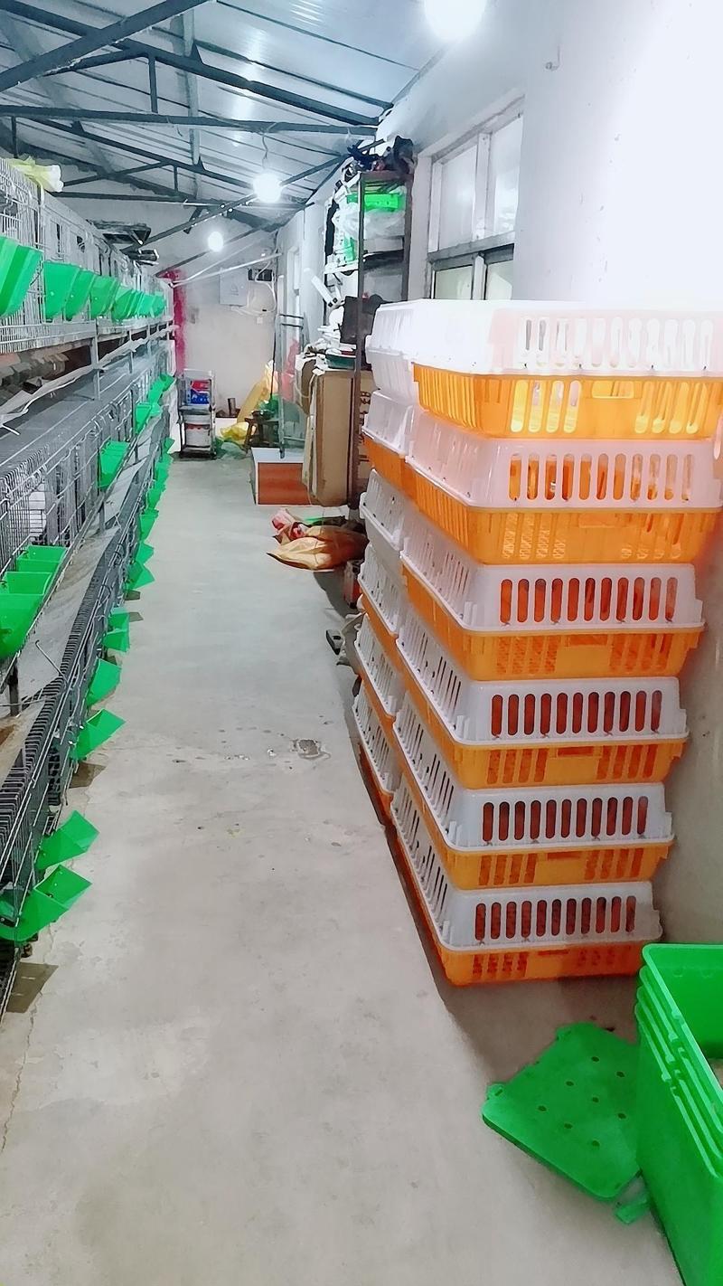 鸡笼周转箱鸡笼子运输养殖塑料家用大号特大筐成鸡鸭鹅鸽