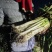 唐河县大葱菜农现挖，保质保量现要现挖葱白长，杆子直