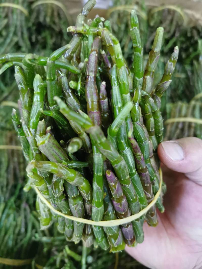 云南普洱铁皮石斛鲜条新鲜发货当日采摘500g/件
