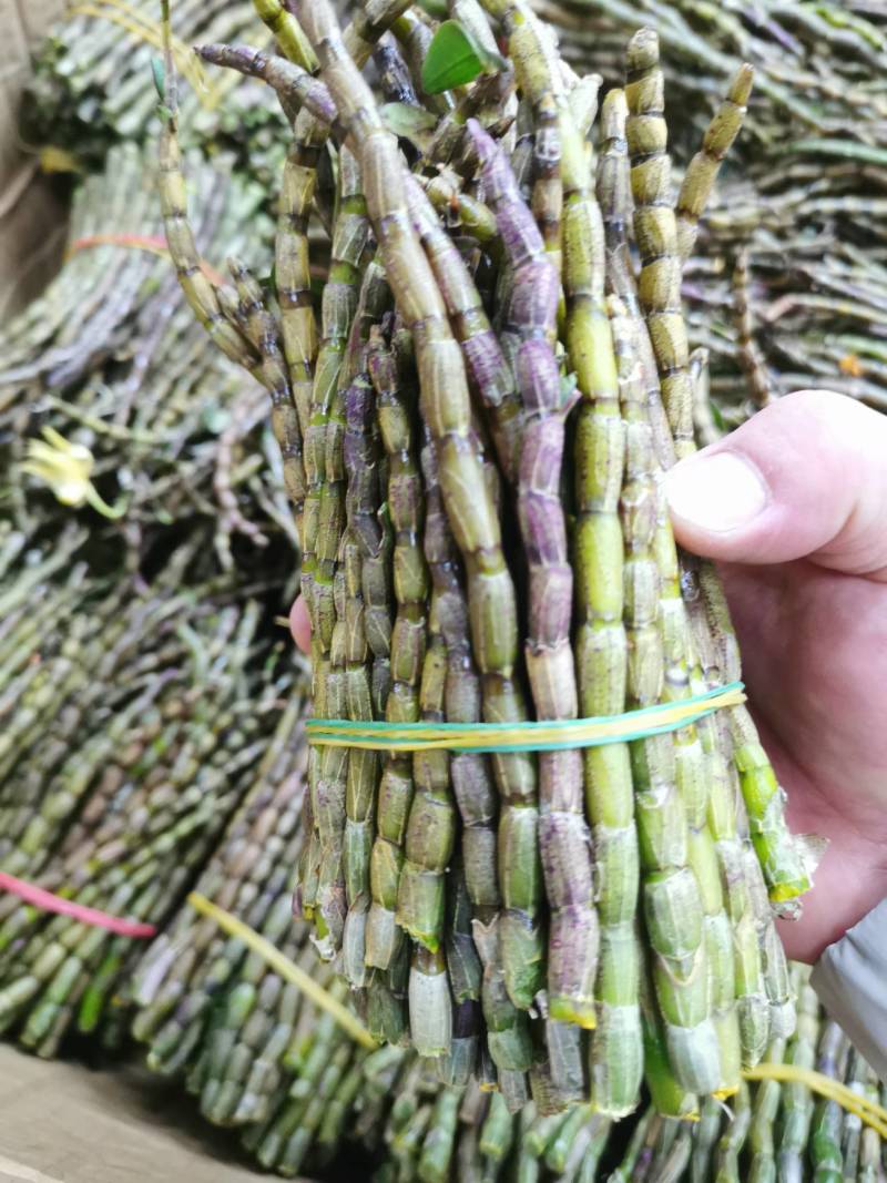 云南普洱铁皮石斛鲜条新鲜发货当日采摘500g/件