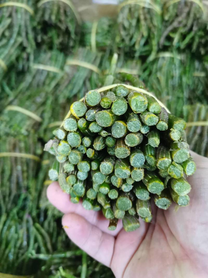 云南普洱铁皮石斛鲜条新鲜发货当日采摘500g/件
