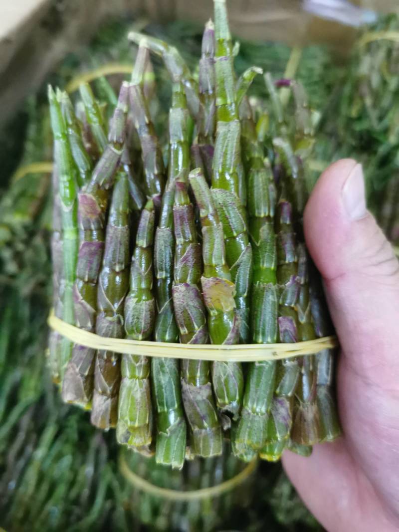 云南普洱铁皮石斛鲜条新鲜发货当日采摘500g/件