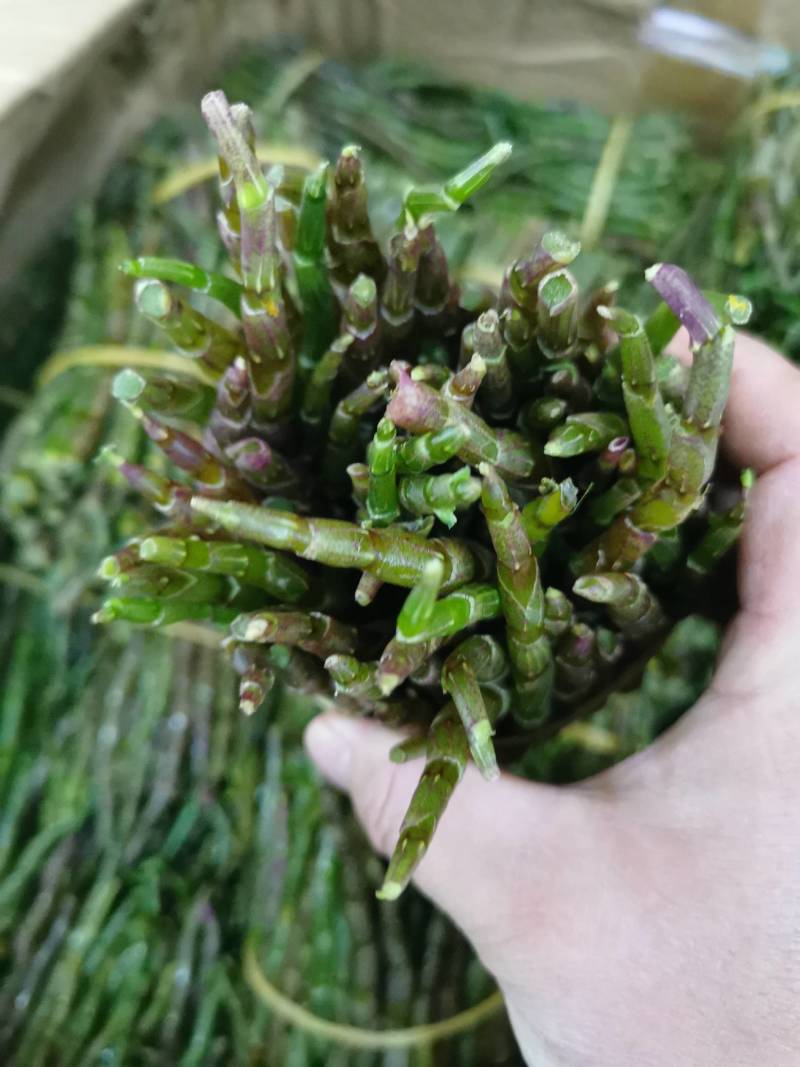 云南普洱铁皮石斛鲜条新鲜发货当日采摘500g/件