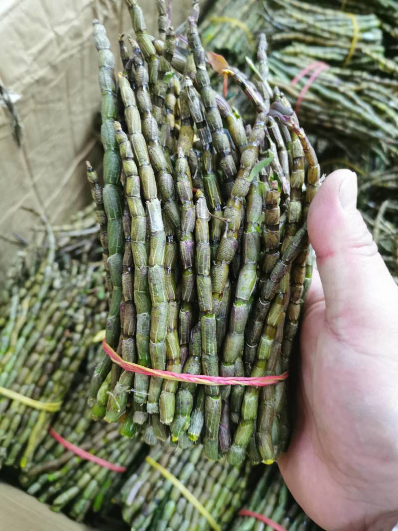 云南普洱铁皮石斛鲜条新鲜发货当日采摘500g/件
