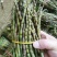 云南普洱铁皮石斛鲜条新鲜发货当日采摘500g/件