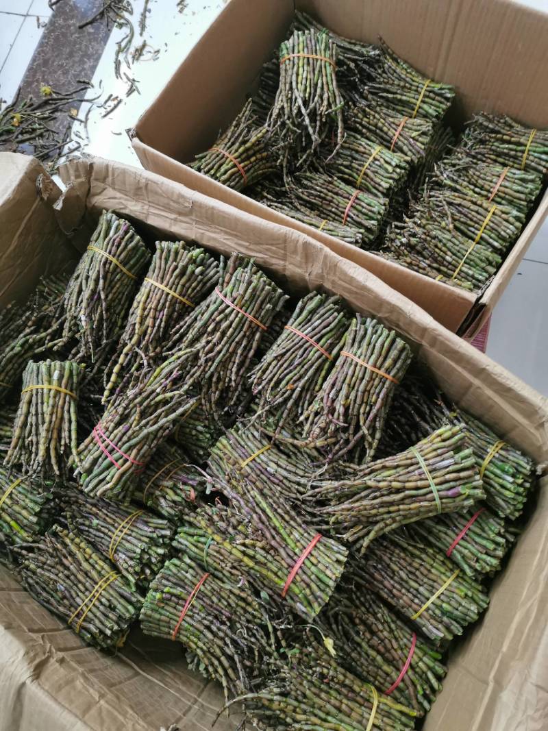 云南普洱铁皮石斛鲜条新鲜发货当日采摘500g/件