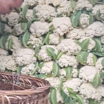 精品散花，净菜。点开**个视频有惊喜！