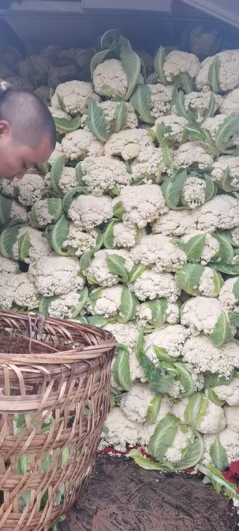 精品散花，净菜。点开**个视频有惊喜！