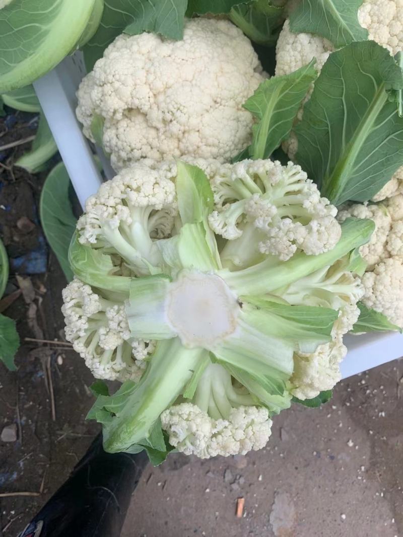 精品散花，净菜。点开**个视频有惊喜！