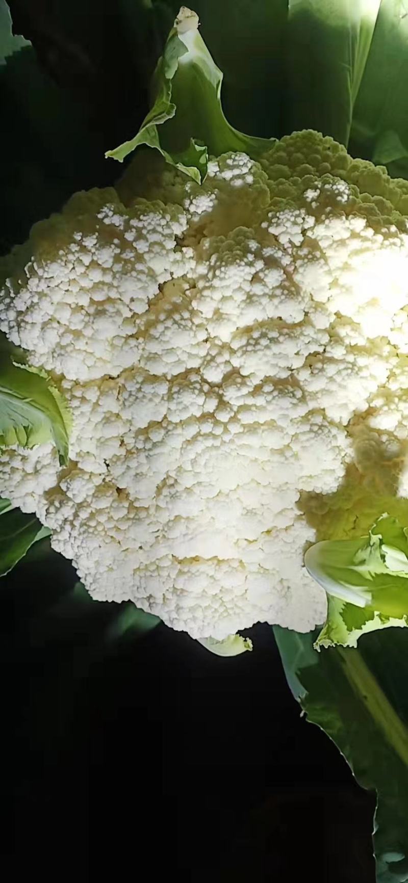 精品散花，净菜。点开**个视频有惊喜！