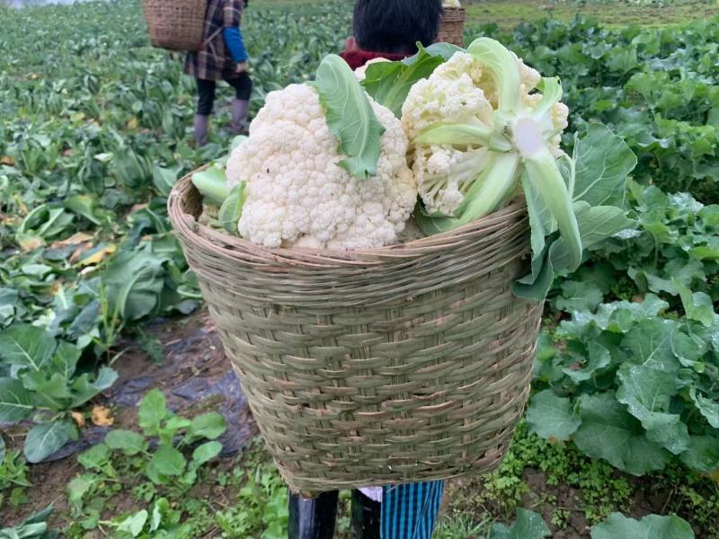 精品散花，净菜。点开**个视频有惊喜！