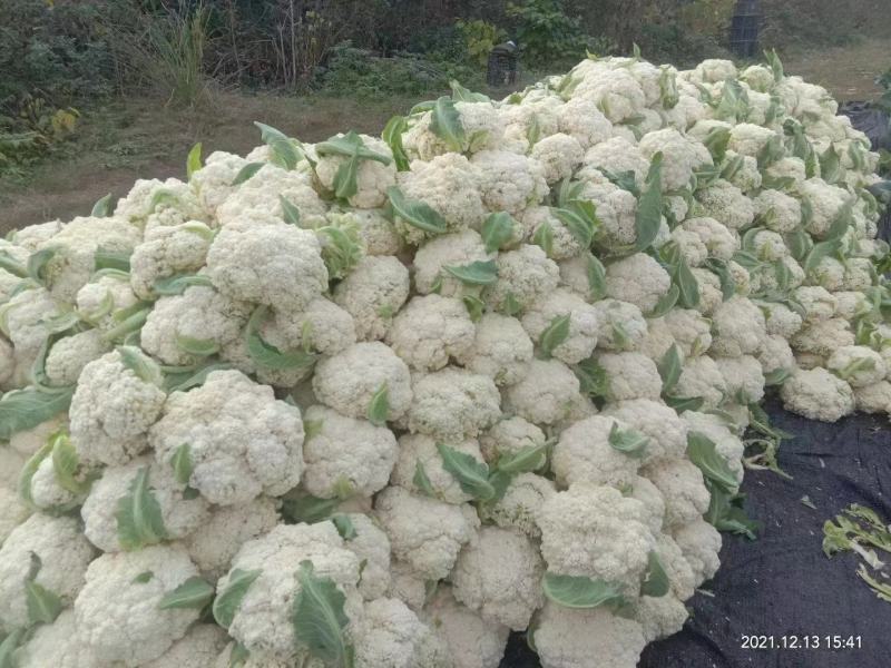 精品散花，净菜。点开**个视频有惊喜！
