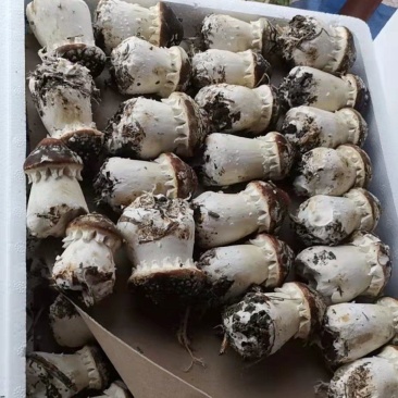 赤松茸各种品质，大量出货