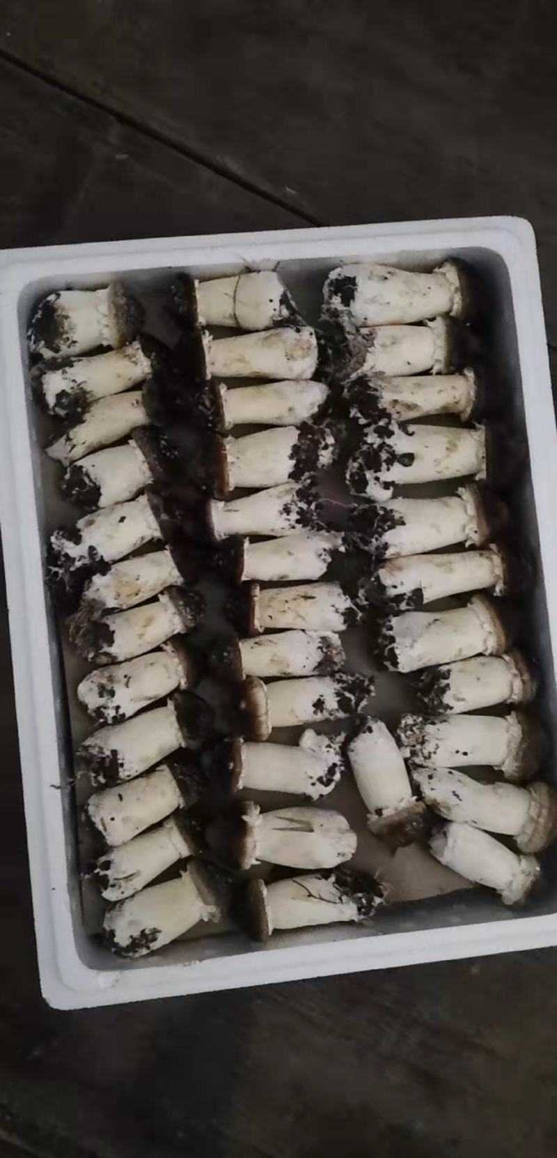 赤松茸各种品质，大量出货