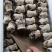 赤松茸各种品质，大量出货