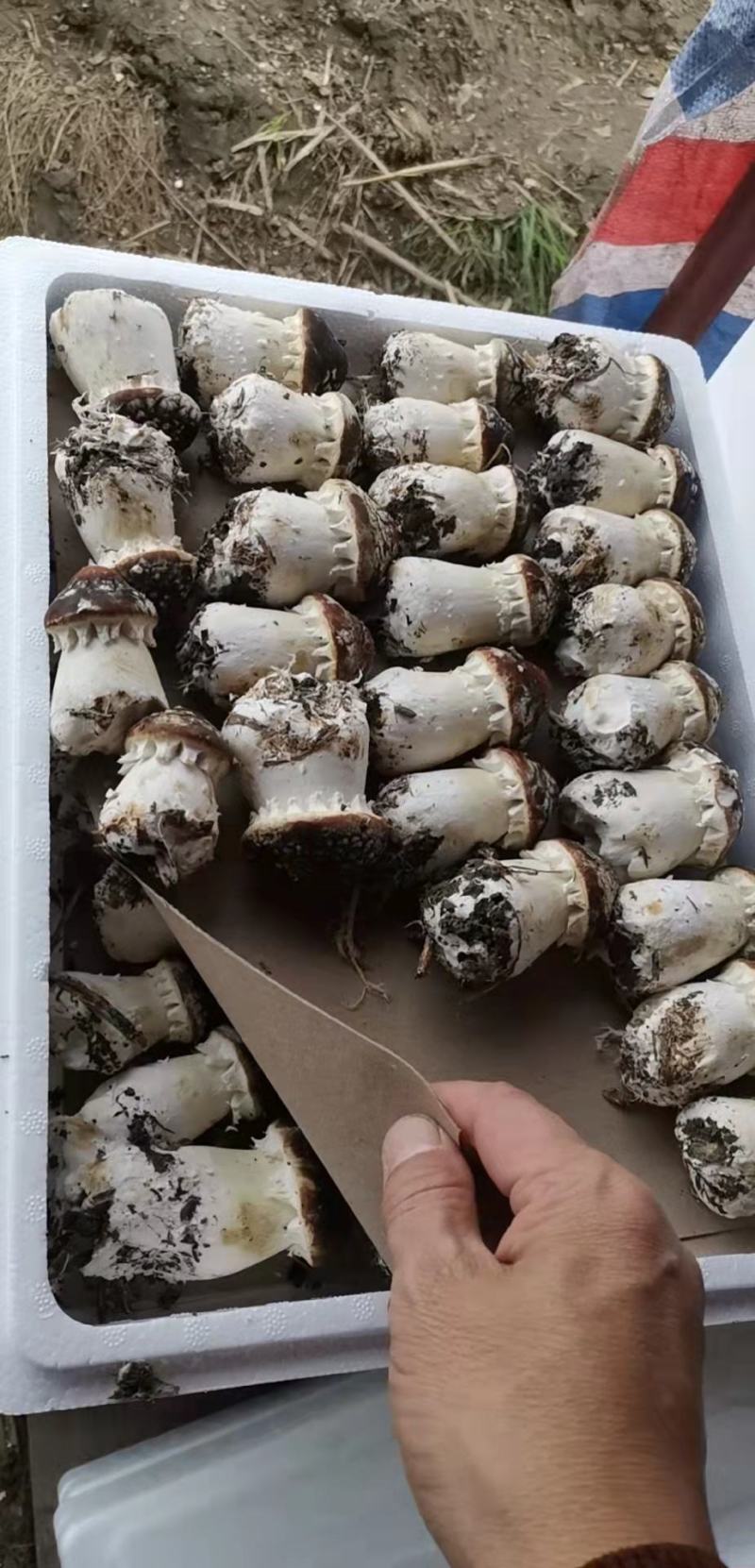 赤松茸各种品质，大量出货