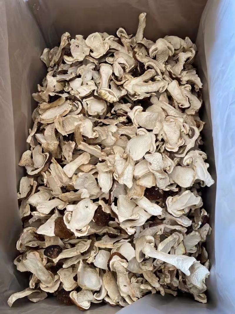 赤松茸各种品质，大量出货