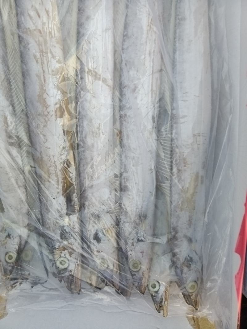 干冰带鱼，新鲜度可见，一手货源，量大从优。