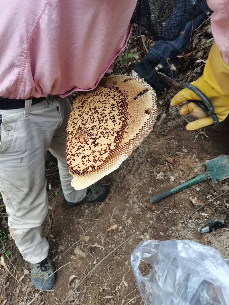 大山里的天然野生百花蜜冬蜜无任何添加产地直发