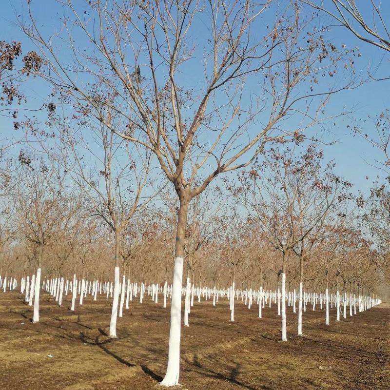 12公分北栾报价河北栾树基地绿曦苗圃栾树