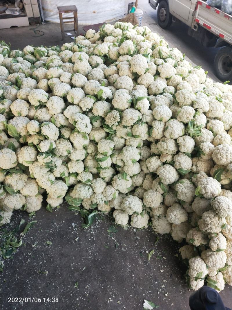 浙江台州松花菜散花白面青梗有机花菜产地代发全国市场