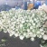 浙江台州松花菜散花白面青梗有机花菜产地代发全国市场