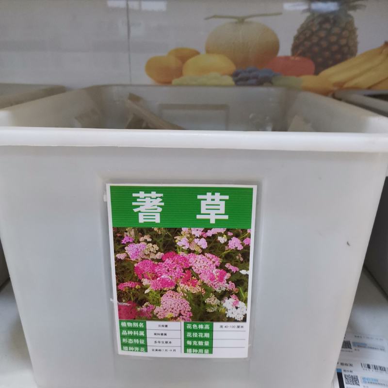 蓍草种子花种子耐寒花种籽子多年生西洋蓍草花籽庭院室外花卉