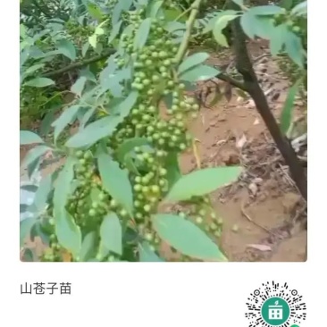 大量供应优质高产的山苍籽树苗。
