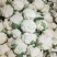 浙江台州松花菜散花白面青梗有机花菜产地代发全国市场