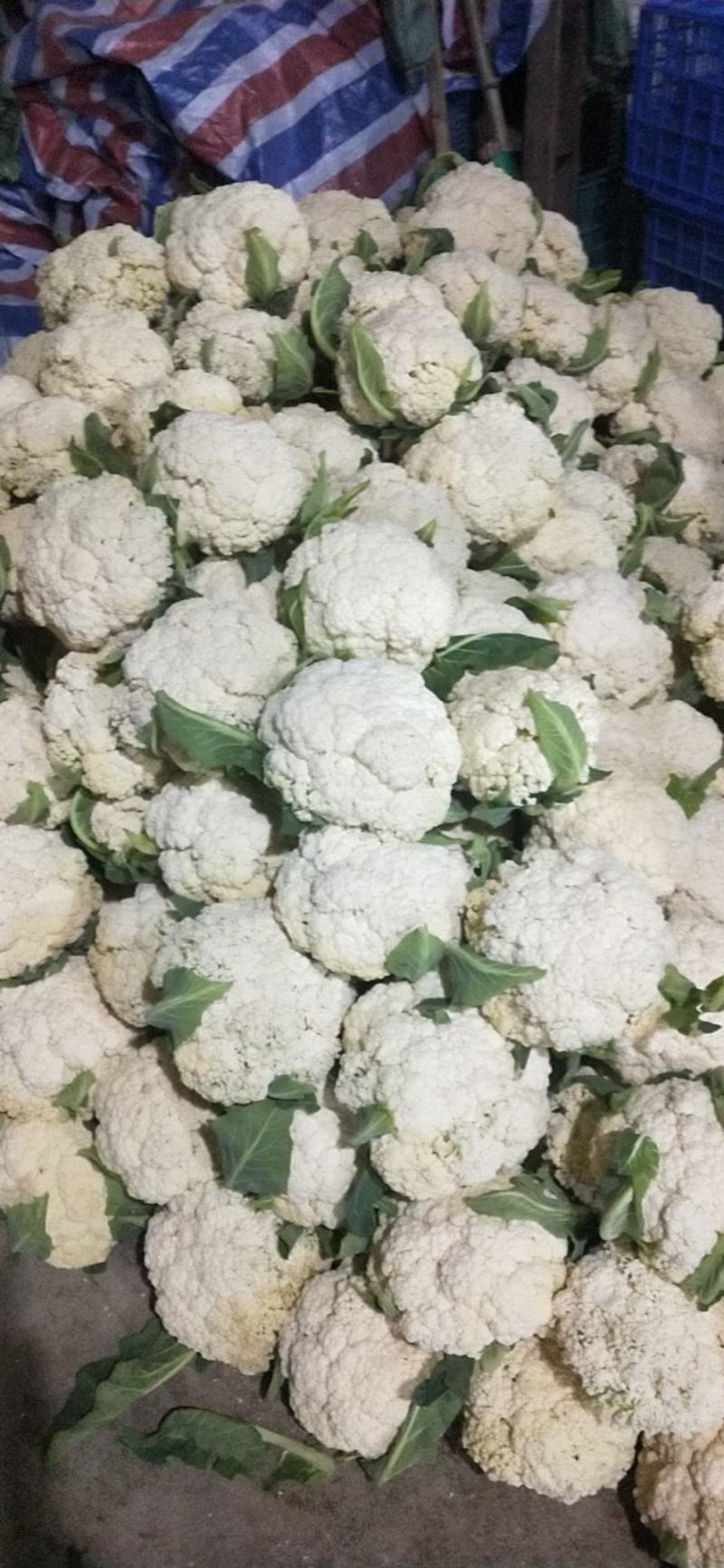 浙江台州松花菜散花白面青梗有机花菜产地代发全国市场