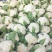 浙江台州松花菜散花白面青梗有机花菜产地代发全国市场