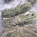 狸尾草羊咩香