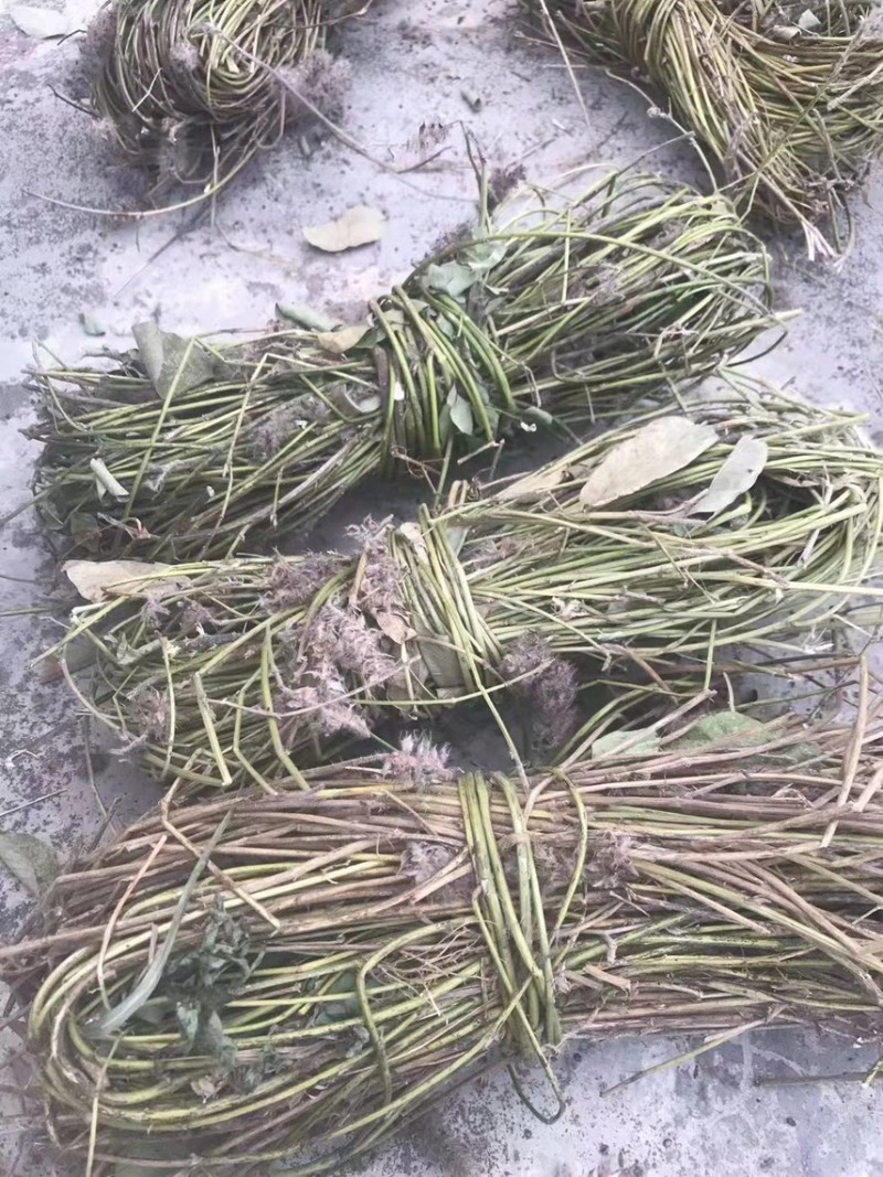 狸尾草羊咩香