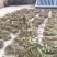 狸尾草羊咩香