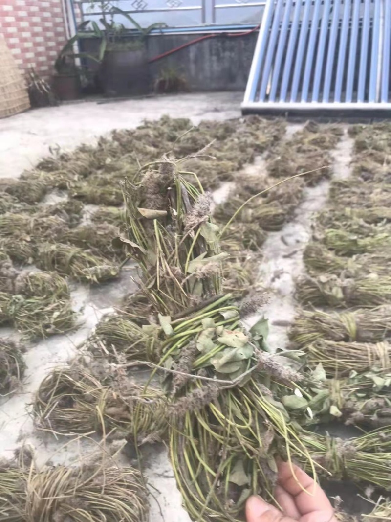 狸尾草羊咩香